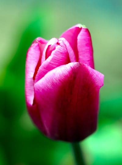 Magenta Tulip Bud Macro Vertical Phone Wallpaper