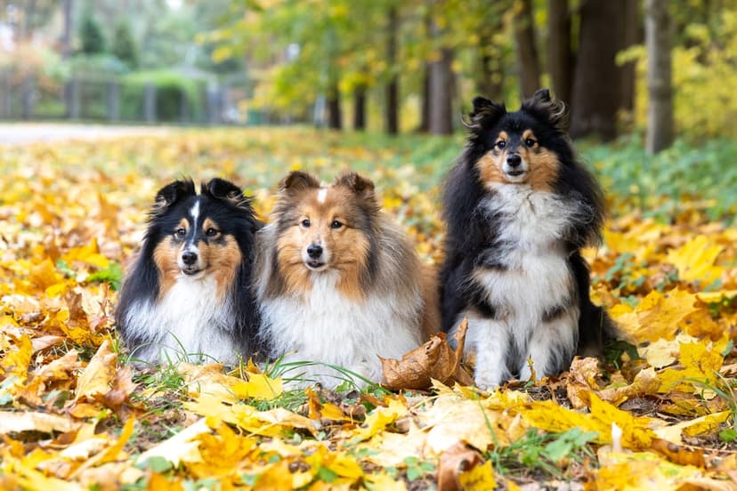 Three Shetland Sheepdogs with tricolor and sable fur sit on a ground covered in yellow and orange autumn leaves.