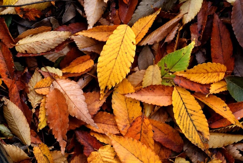 Multicolored autumn leaves in shades of red, orange, and yellow form a dense textured carpet on the forest floor.