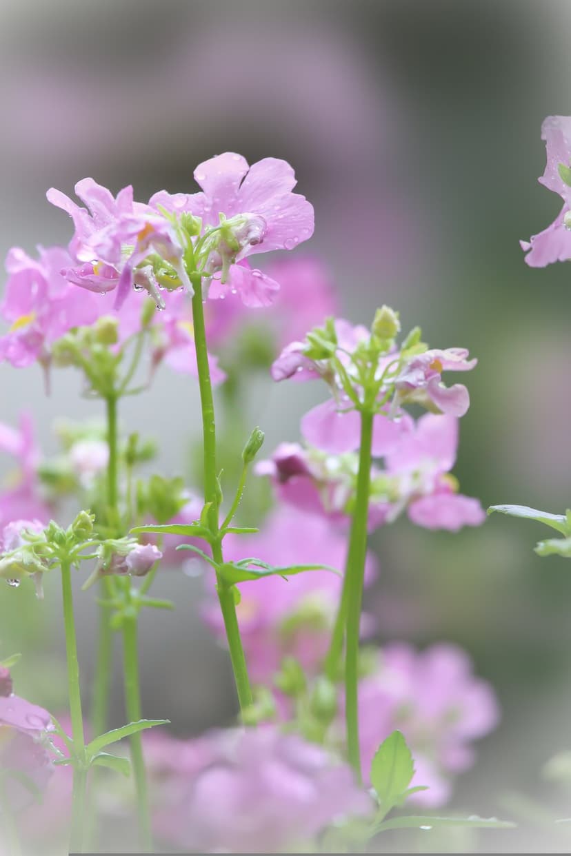 Pink flower petals covered in glistening round water droplets with a soft focus pastel gray background.