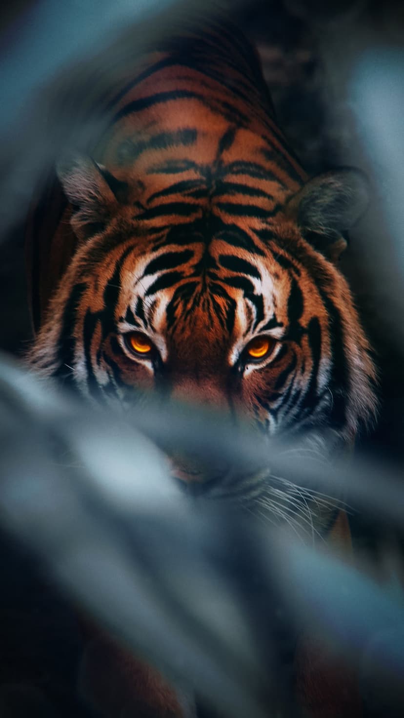Tiger with glowing orange eyes peers through blurry cool-toned leaves, highlighting sharp facial fur and stripes.