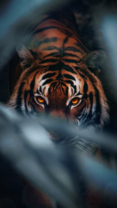 Intense Tiger Eyes Gaze Through Blurry Foreground