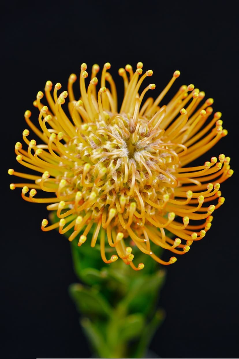 Yellow pincushion protea flower with thin curved petals and tiny florets centered on a solid black background.