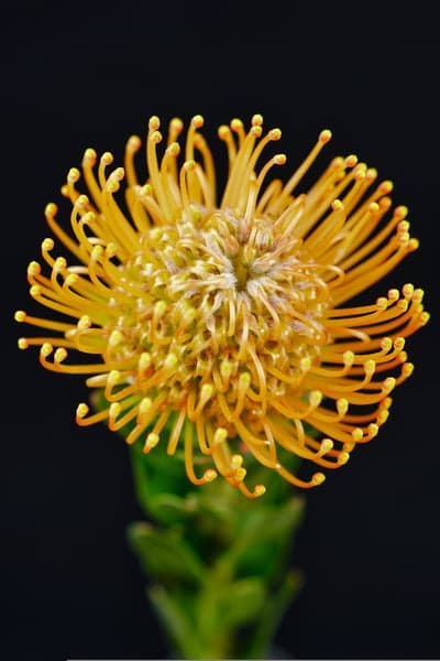 Yellow Pincushion Protea Flower Macro Against Black Background