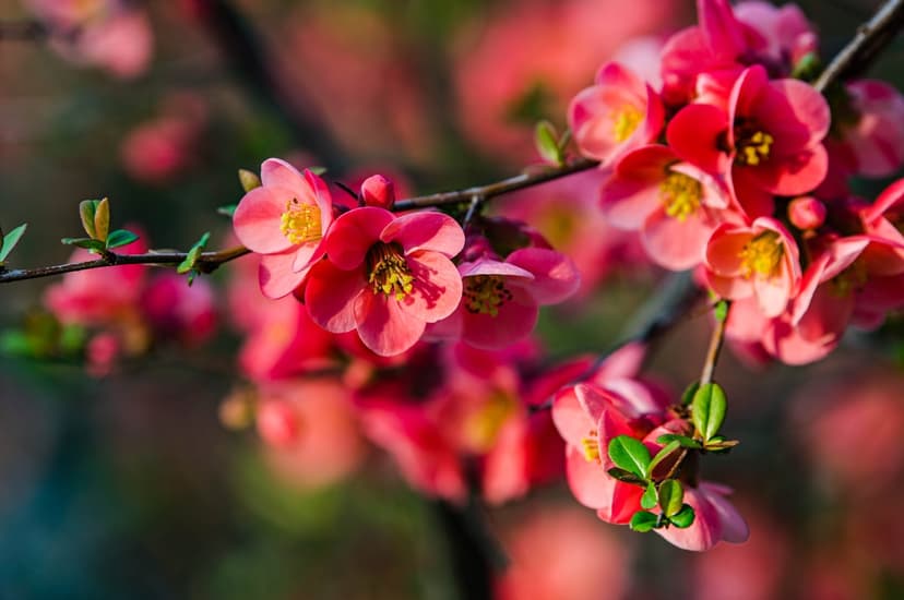 Pink Japanese quince blossoms with yellow centers bloom on a branch under soft, warm spring sunlight with bokeh.