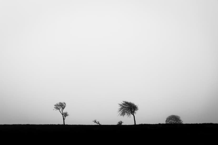 Dark tree silhouettes on a flat horizon under an overcast sky create a high-contrast monochrome landscape.