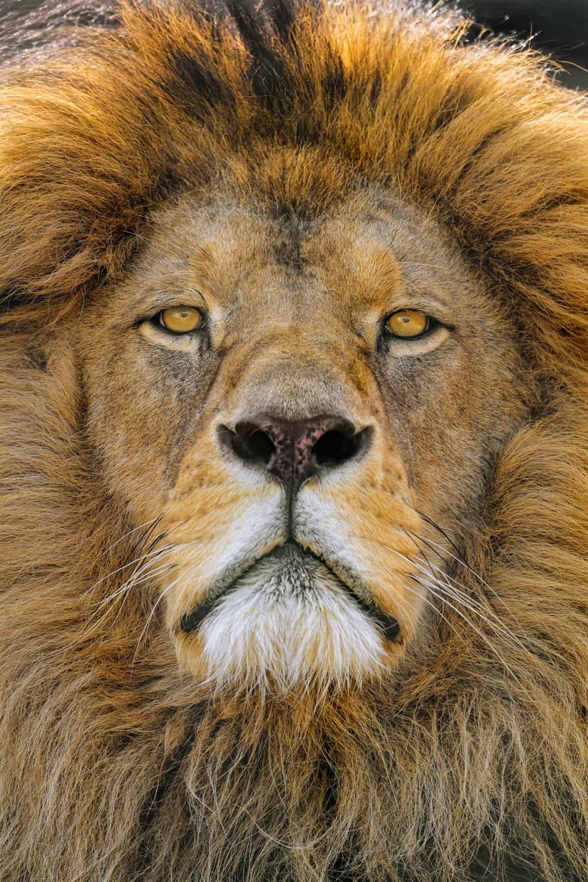 Male lion with intense amber eyes and a thick golden mane stares forward in a detailed close-up portrait.