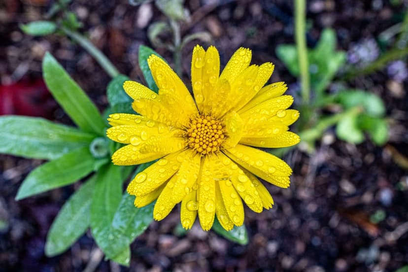 Yellow daisy petals with sparkling water droplets and a dark brown center surrounded by lush green foliage.