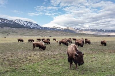 Bison herd grazing in a mountain meadow under cloudy sky