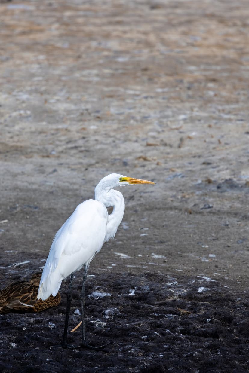 Great Egret with white feathers and a yellow beak stands on muddy ground in a natural wetland habitat.