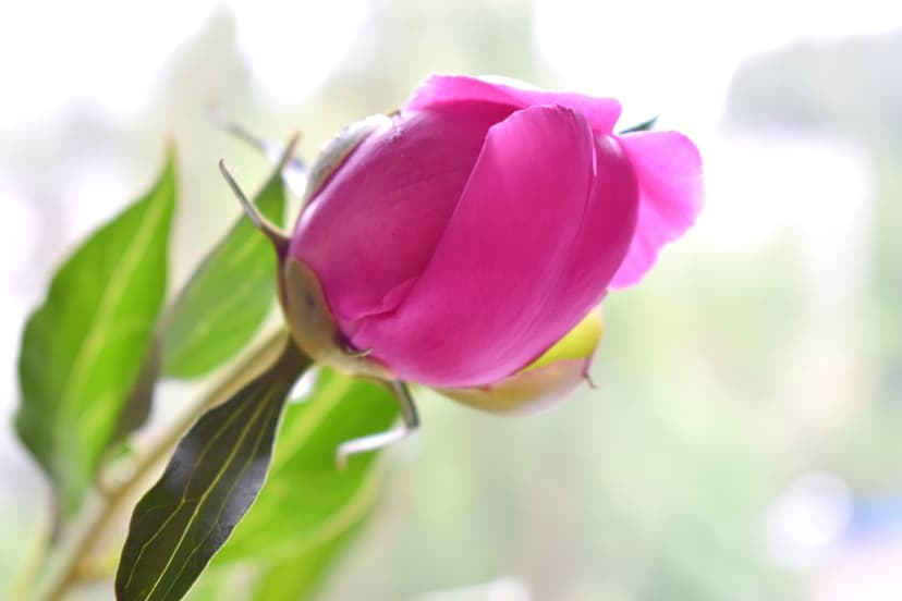 Pink peony bud with furled petals and green leaves captured in a soft macro shot against a blurred background.
