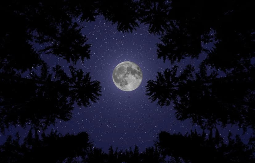 Full moon centered in a starry night sky framed by dark silhouetted pine tree branches at a low angle.