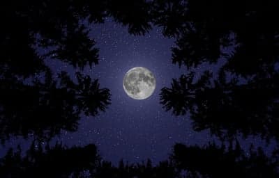 Full Moon Through Silhouette Tree Branches Under Starry Night Sky