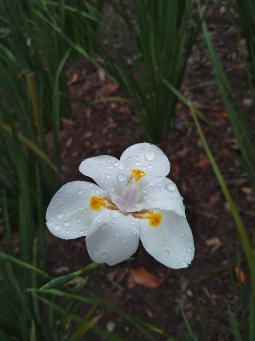 White iris flower with clear dewdrops on soft petals against a dark blurred garden background after a rainfall.