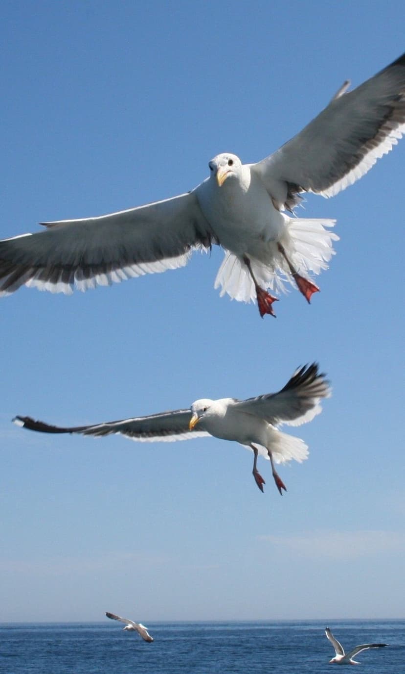 Two seagulls glide through a bright blue sky above a distant ocean horizon with wings fully outstretched.