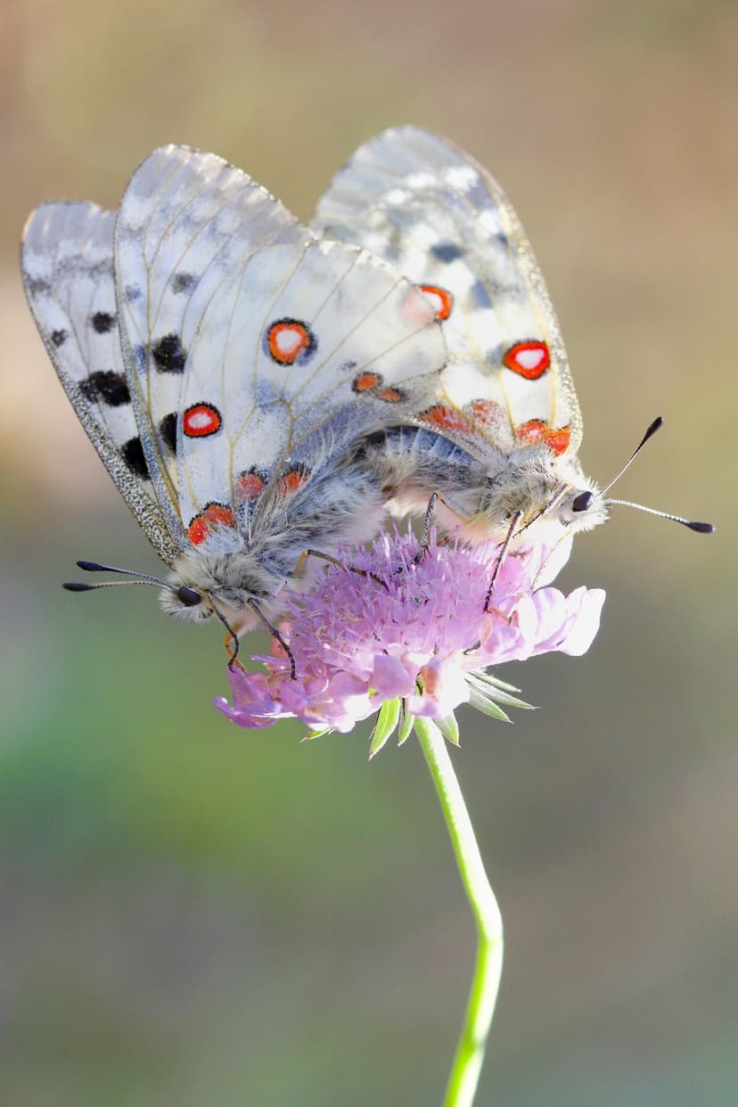 Two Apollo butterflies with white wings and red spots mate on pink flower petals against a blurred green background.