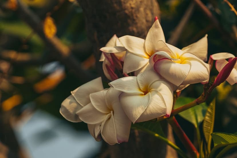 White Plumeria flowers with yellow centers bloom on a wooden branch in soft lighting for a vertical screen view.