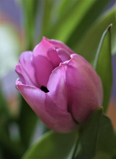 Delicate Pink Tulip Petals High-Res Phone Wallpaper