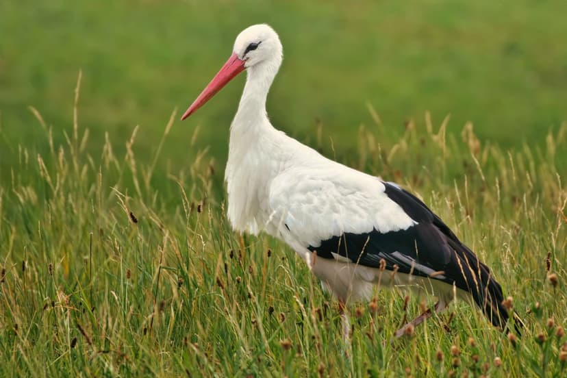 White stork with a red beak stands in tall green grass, showing its white plumage and black wingtips in a meadow.