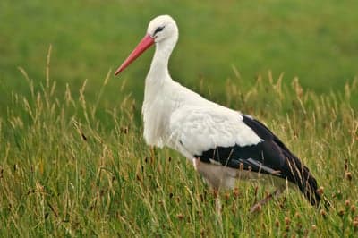 White Stork Standing in Tall Grass Field