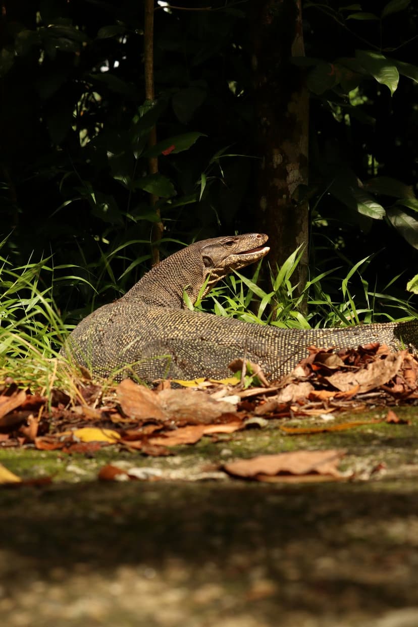 Water monitor lizard with mottled scales rests in tall green grass surrounded by brown leaves and jungle foliage.