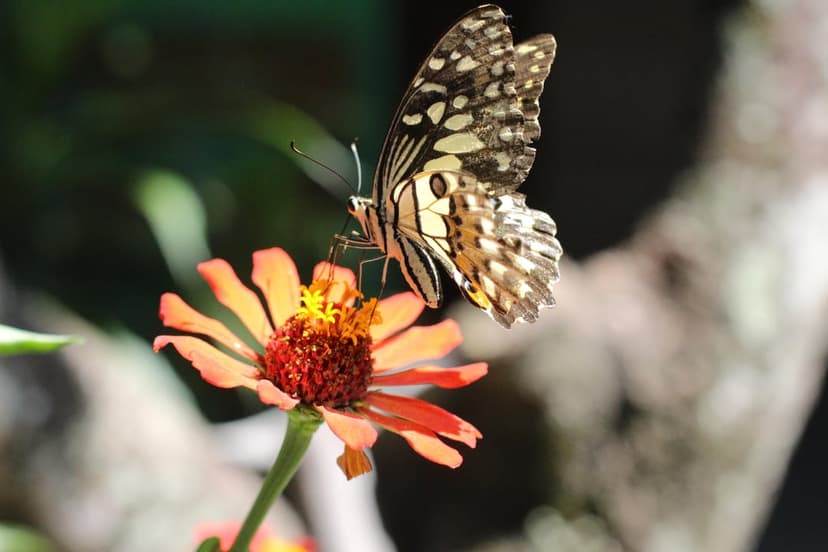 Butterfly with patterned wings rests on a bright orange zinnia flower with a blurred green garden background.