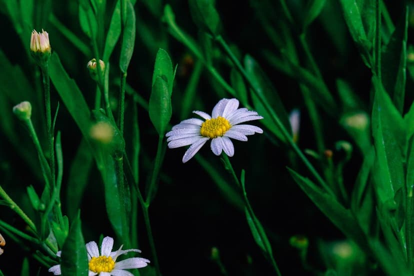 White daisy flower with a bright yellow center blooms against a soft-focus background of lush green foliage.