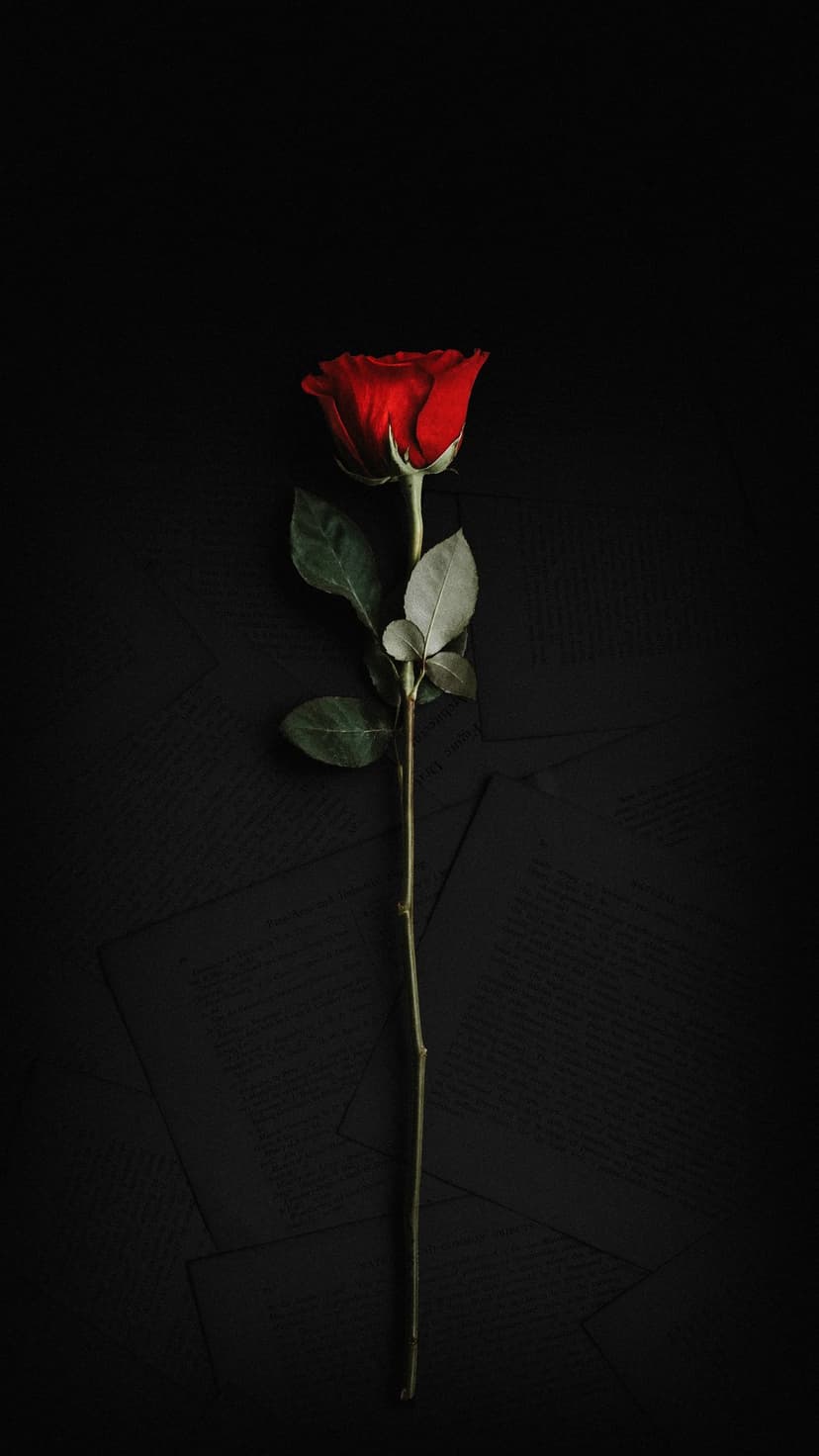 Red rose with velvety petals lies atop weathered paper pages with printed script under soft focused light.