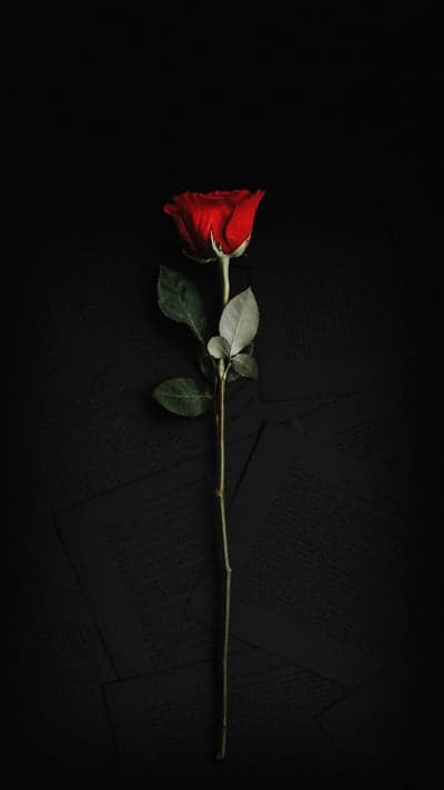 Single Red Rose on Dark Background with Text