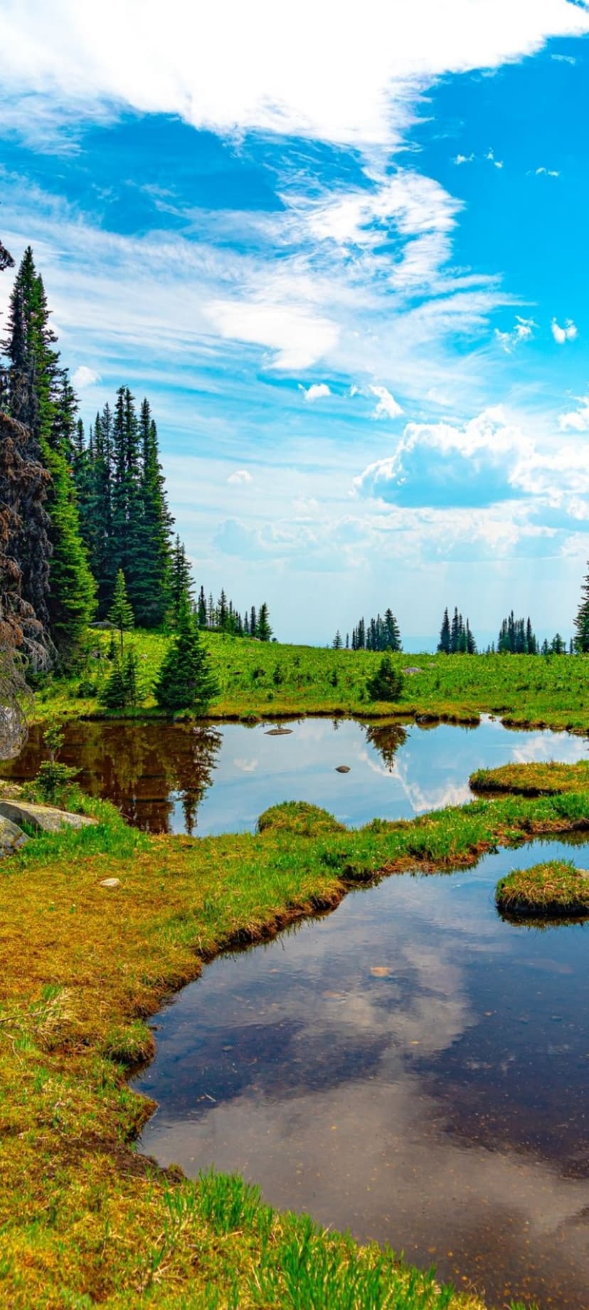 Still alpine pond mirroring a bright blue sky and lush green pine trees in a sunlit mountain meadow landscape.