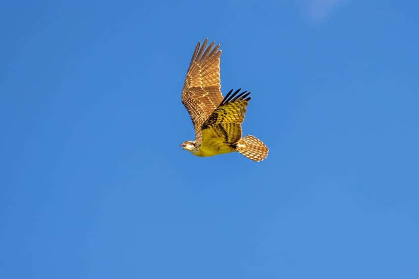 Osprey raptor with spread wings and detailed feathers flying through a clear blue sky in vertical view.