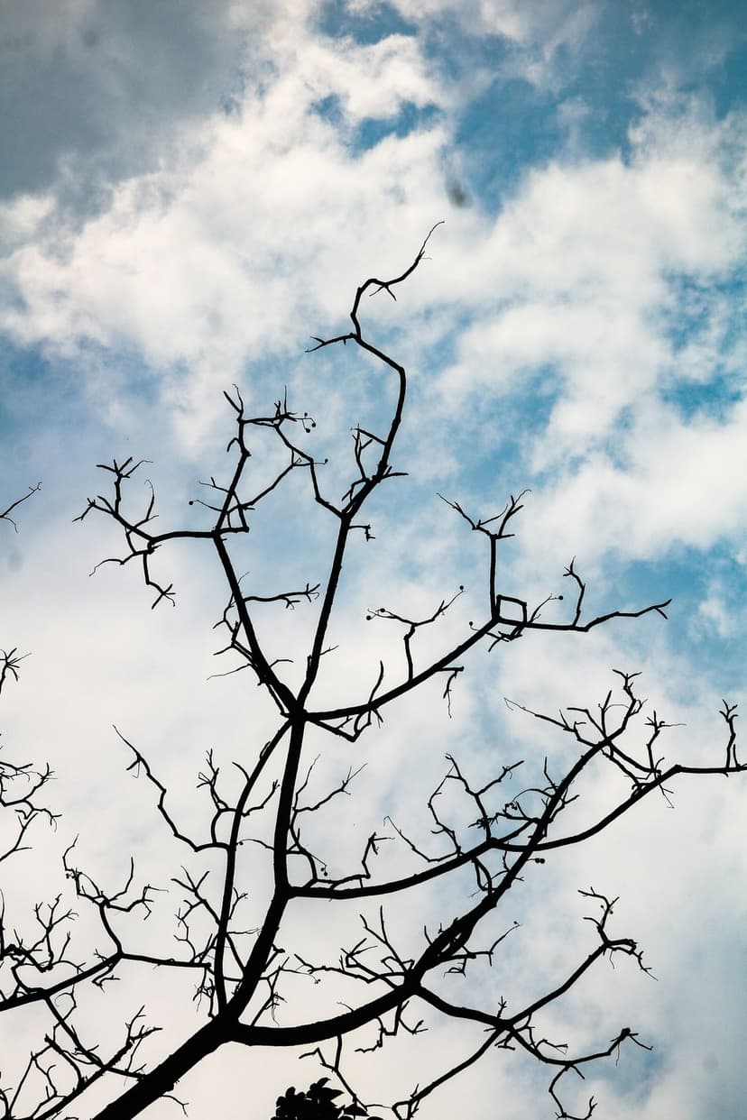 Gnarled black tree branches silhouette against a backdrop of fluffy white clouds and patches of bright blue sky.