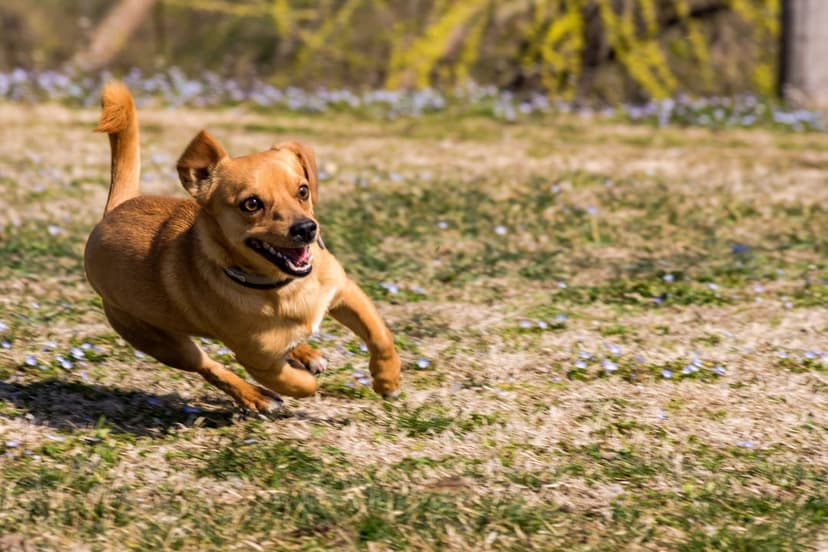 Tan dog with open mouth sprints through green grass and purple flowers under bright natural sunlight.