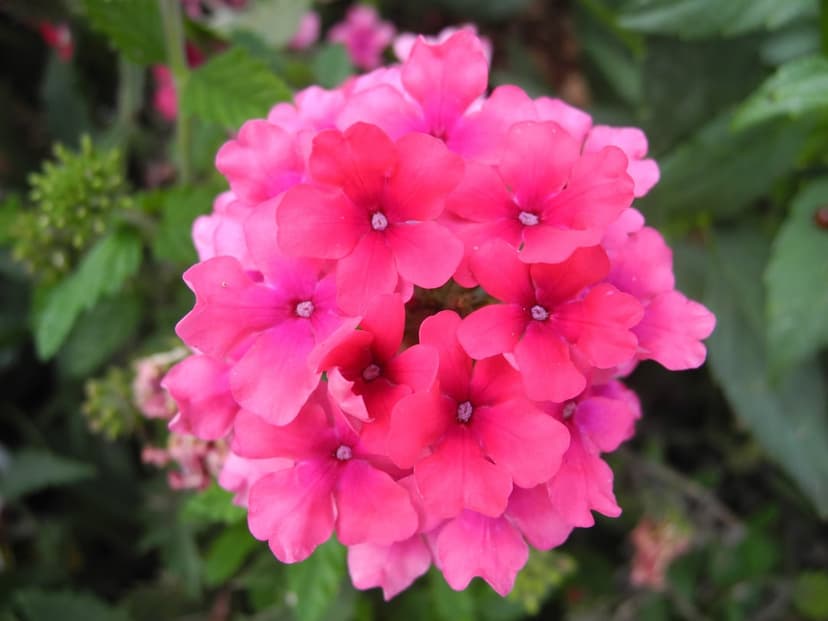 Pink verbena flowers with fuchsia petals and white centers bloom against a blurred green garden background.