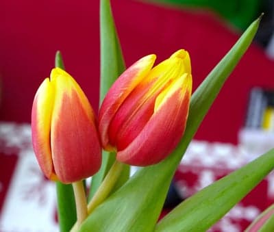 Bi-color Red and Yellow Tulip Duo Phone Wallpaper Background