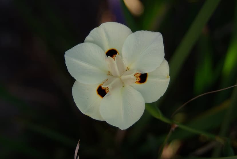 White African Iris flower displaying yellow and black markings over a dark, softly blurred foliage background.