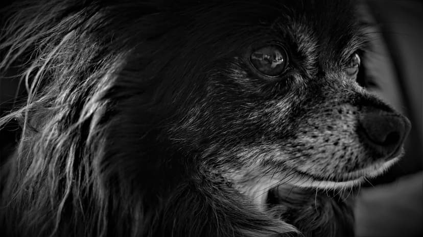 Dog with textured fur and spotted muzzle gazes into the lens in a high-contrast black and white macro portrait.