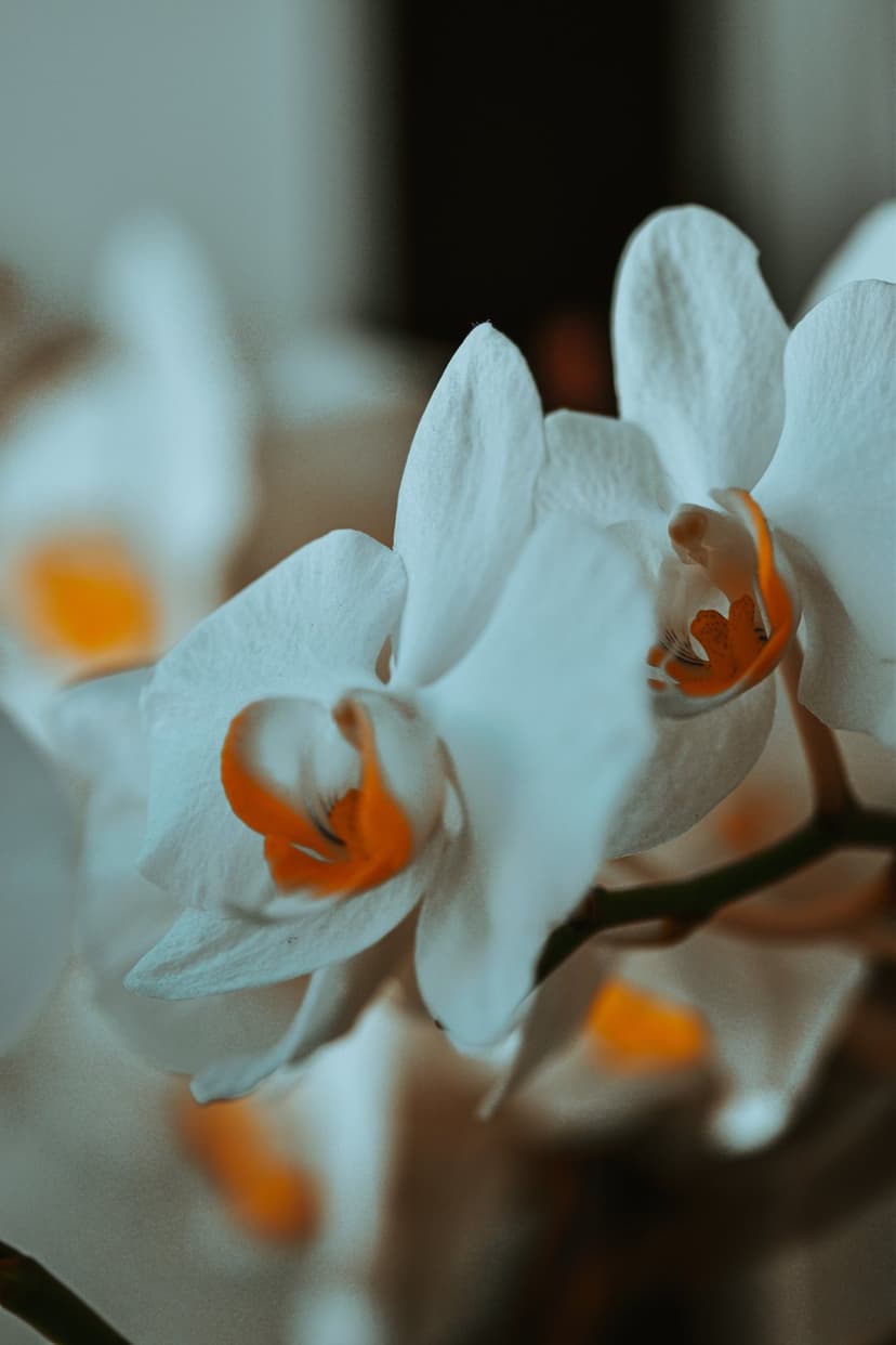 White orchid petals with a vivid orange center shown in a macro close-up with a soft-focus background.
