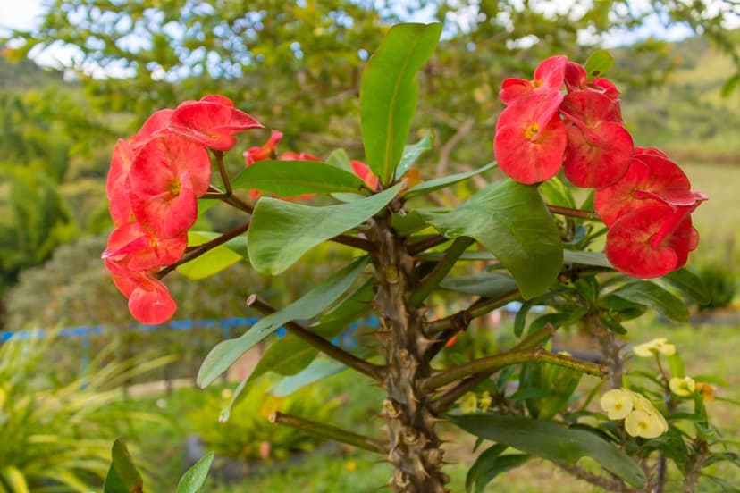Crimson red Crown of Thorns flowers bloom on a spiky brown stem surrounded by lush green leaves in sunlight.