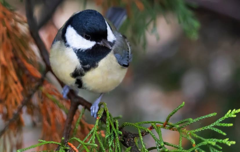 Great Tit bird with yellow feathers and a black cap perches on a pine branch against a blurry forest background.