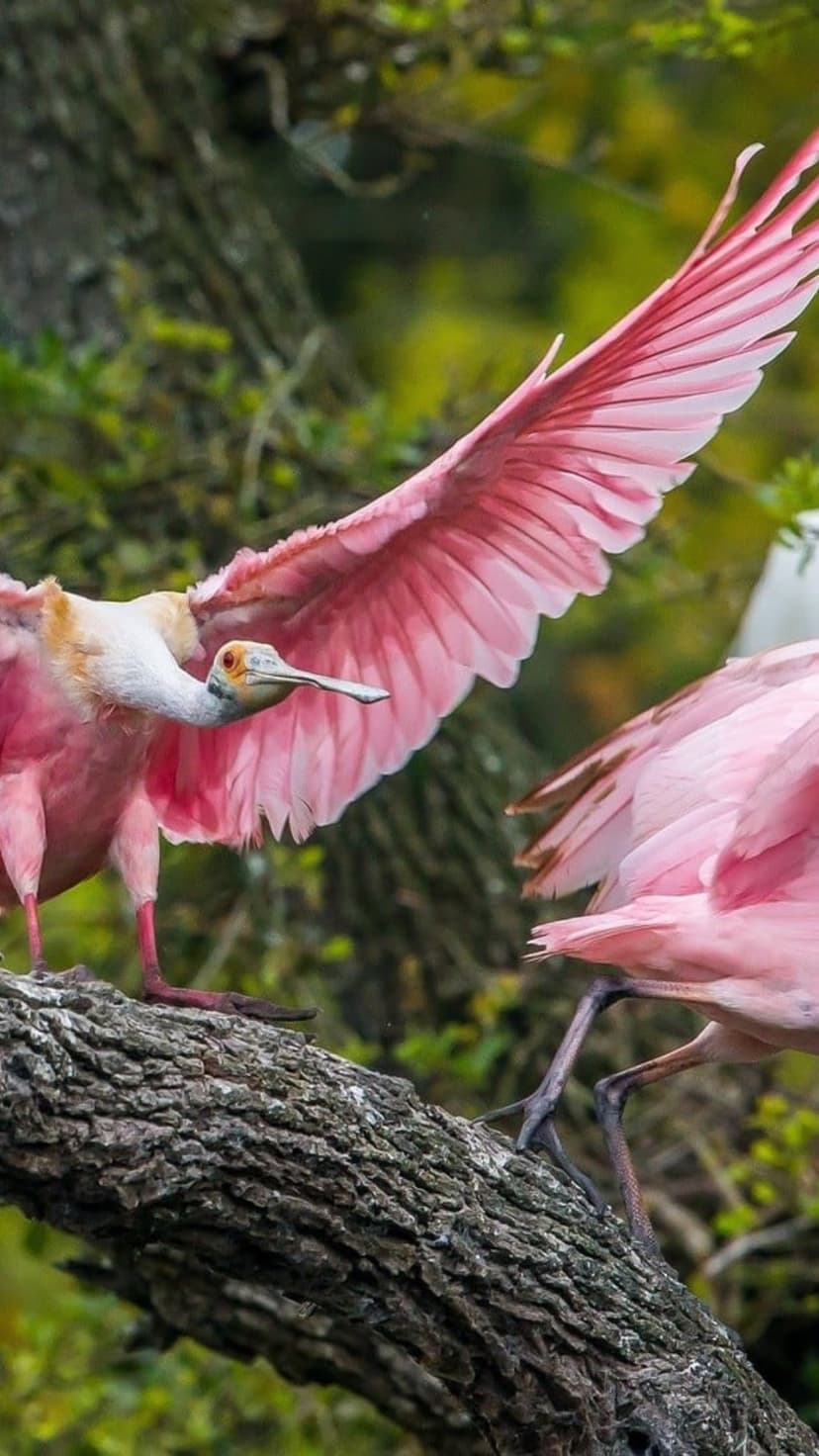 Roseate Spoonbills with bright pink wings and spatulate bills perched on a branch against green foliage.
