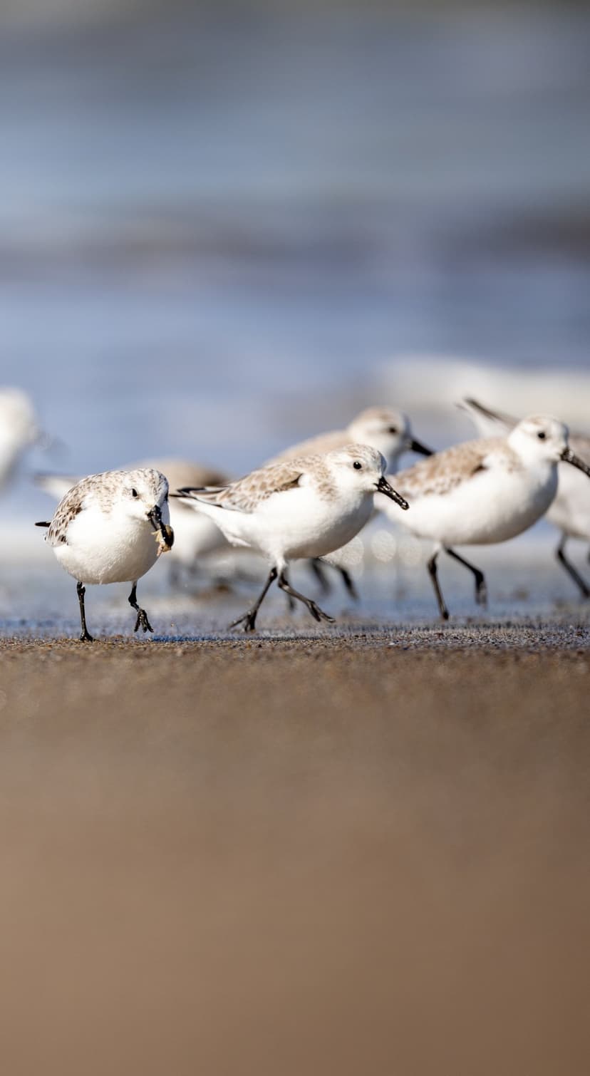 Sanderling shorebirds foraging on a wet sandy beach with soft blue ocean waves in the background.