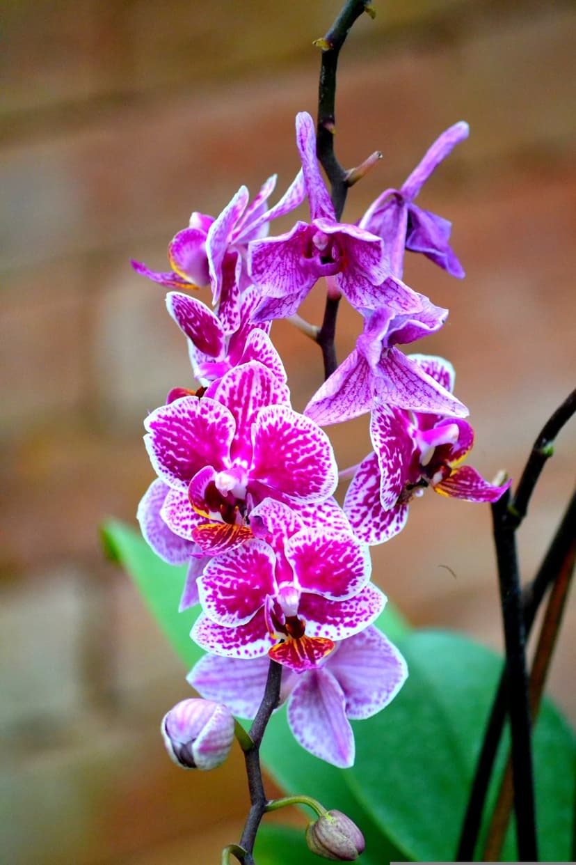 Phalaenopsis orchids with pink spots on white petals bloom against a blurred brick wall in a vertical portrait.