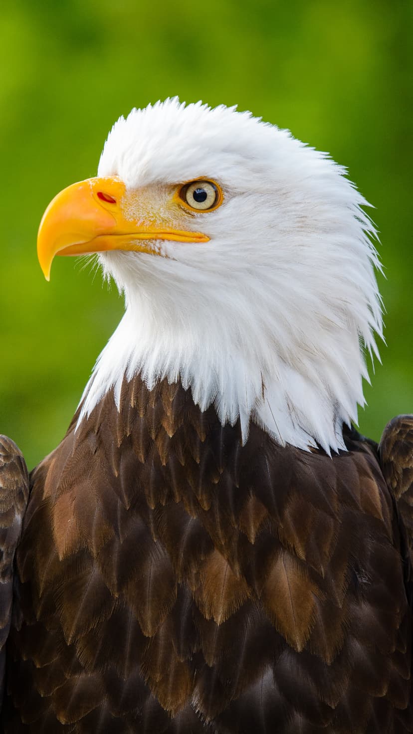 Bald eagle with a bright yellow beak and white head feathers stares intensely against a soft green background.