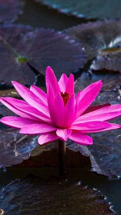 Fuchsia Majesty - A Water Lily's Vivid Stand