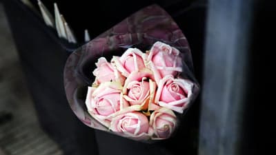 Delicate Pink Roses in Clear Wrapper