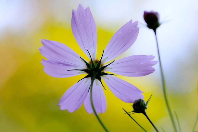 Purple cosmos flower seen from below against a blurry yellow background with two dark flower buds in the frame.