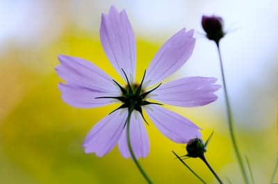 Purple Cosmos Flower in Soft Focus Yellow Background