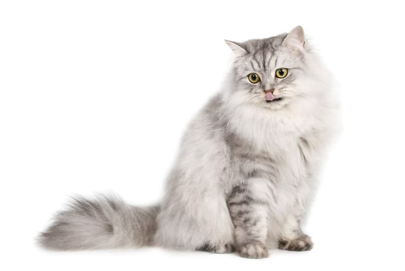 Silver Persian cat with long fur and yellow eyes sits against a white background with its tongue peeking out.