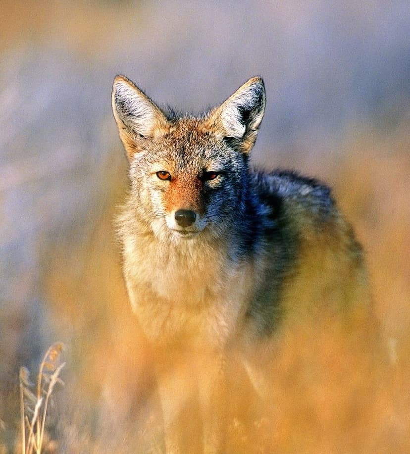 Coyote with amber eyes stares from behind golden prairie grass in a vertical wildlife portrait with warm lighting.